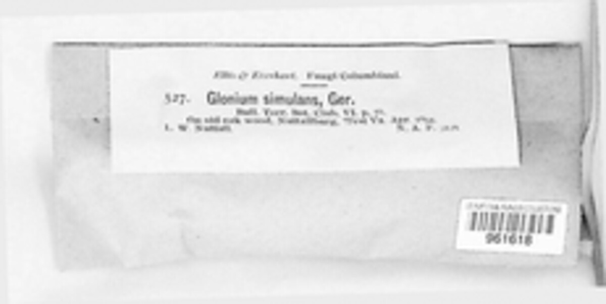 Psiloglonium simulans image
